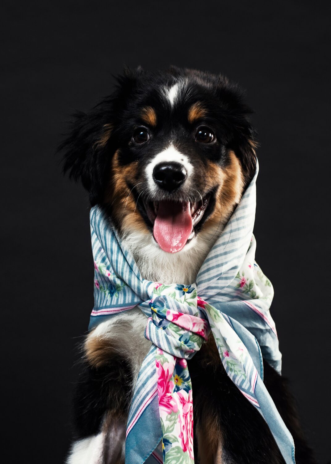 Dog returning scarf wants to avoid return fees