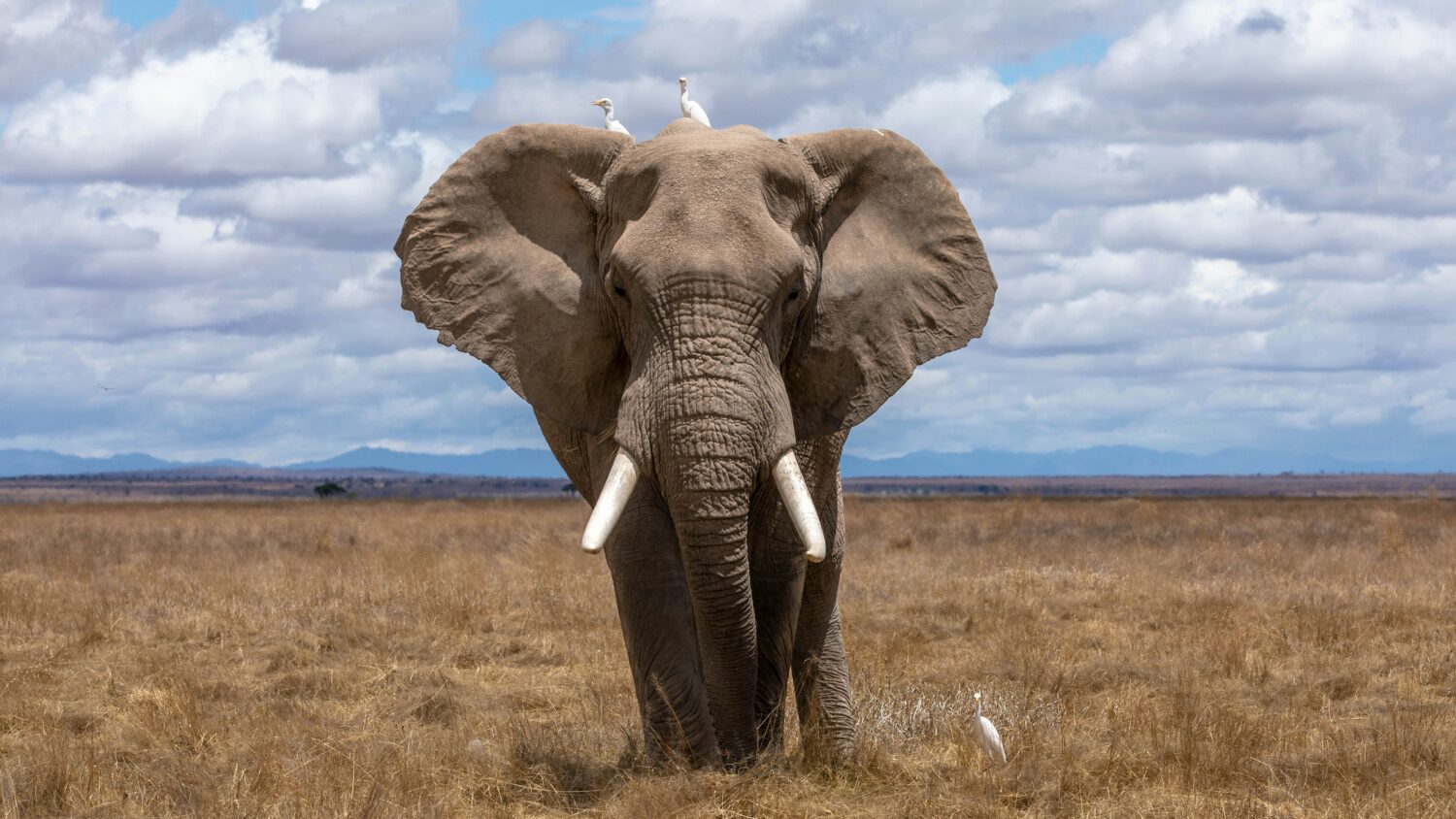 elephant in the room: why create a CX leader seat at the table